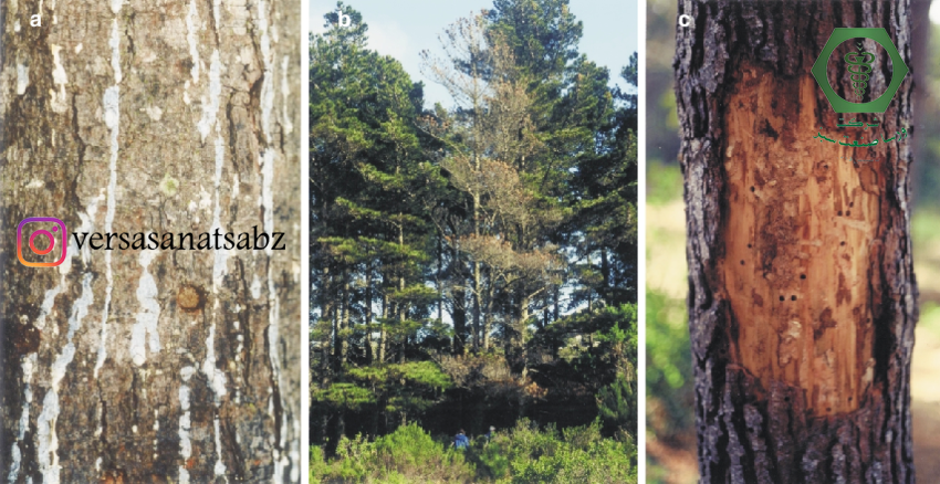 آسیب زنبور چوبخوار کاج